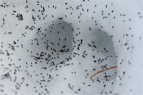 Role of snow fleas among most critical of any species on earth - Collingwood News