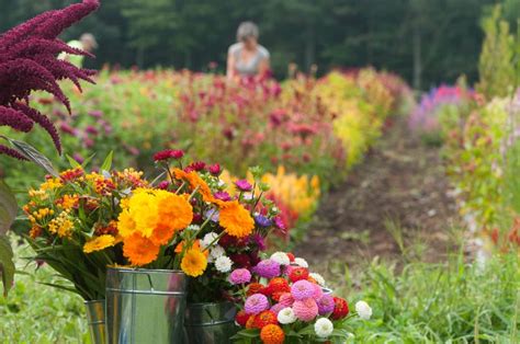 #BloomWithJohnnys: Cutting Garden Inspiration and Resources from Johnny ...