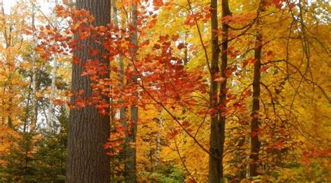 Trees for the Understory | The Peterborough & Area Master Gardeners