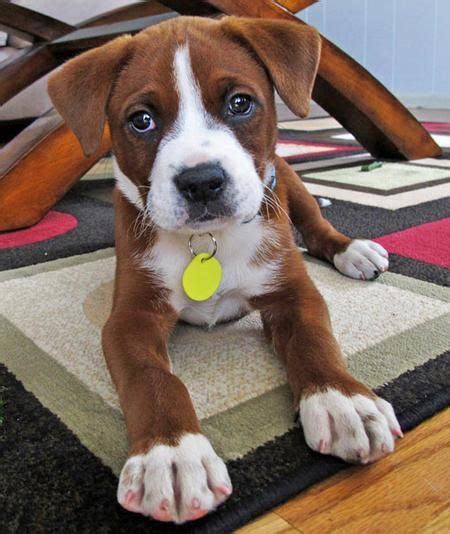 Boston Terrier Boxer Mix Puppies - Pets Lovers