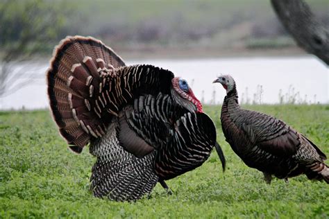 turkey, Bird, Wildlife, Thanksgiving, Nature Wallpapers HD / Desktop and Mobile Backgrounds