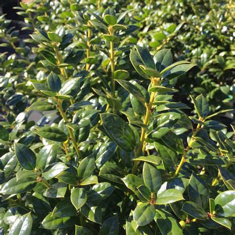 Burfordii Nana Ilex | Spring Meadow - wholesale liners - Spring Meadow Nursery