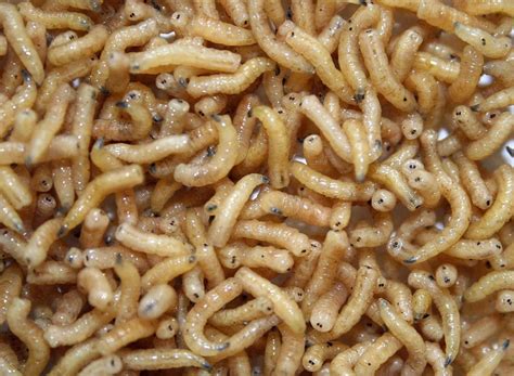 Maggot Waste Digestion Food Production Photograph by Science Photo Library