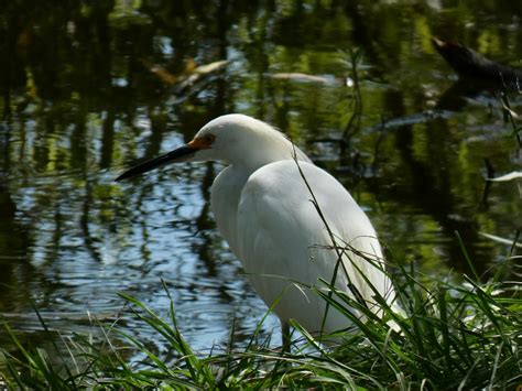 eBird Checklist - 10 Aug 2020 - My Home - 16 species