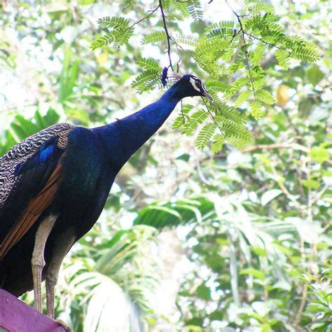 3 Jenis Burung Merak : Paling Cantik di Dunia Unggas