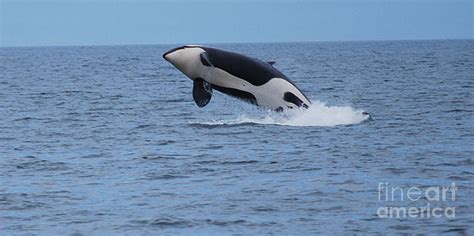 Orca Whale Breaching Photograph by Sherri Kramer