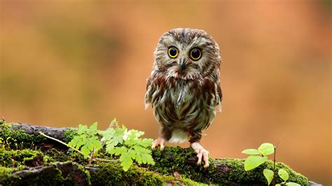 branch, Moss, Animals, Owl, Baby Animals, Birds Wallpapers HD / Desktop ...