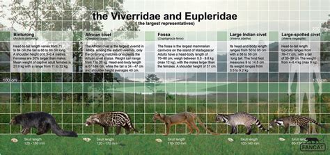 the Viverridae and Eupleridae (fancat) by bigfancat on DeviantArt