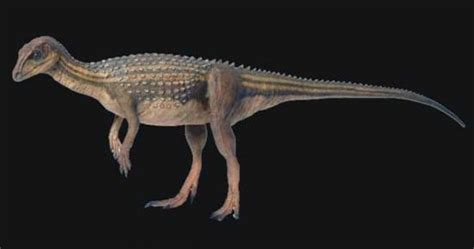 Scutellosaurus Pictures & Facts - The Dinosaur Database