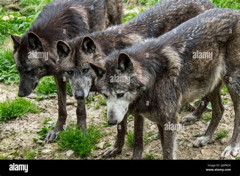 Close-up portrait of three black Northwestern wolves / Mackenzie Valley wolf / Alaskan timber ...