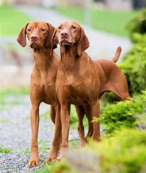 Vizslas, Jake an Missy | Vizsla, Vizsla dogs, Dog breeds