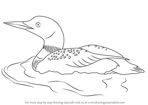 √ Loon Coloring Sheet - Adirondack Environmental Activities For Kids ...