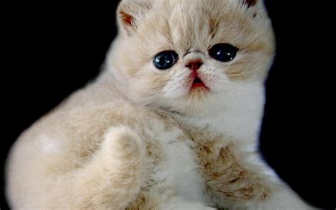 Wallpaper Kucing 3d - Exotic Shorthair Cat - 1920x1200 Wallpaper ...