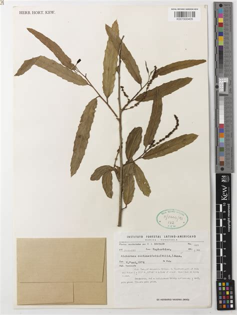 Alchornea castaneifolia (Humb. & Bonpl. ex Willd.) A.Juss. | Plants of ...