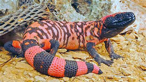 Gila Monster (Venomous Lizard of The United States) - YouTube