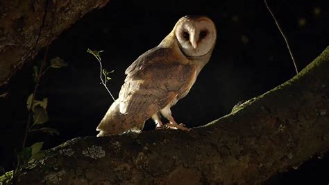 A Barn Owl's Midnight Hunt for Food | Britannica