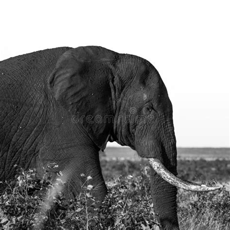 Ponderous Pachyderm stock image. Image of kruger, contemplating - 125993455