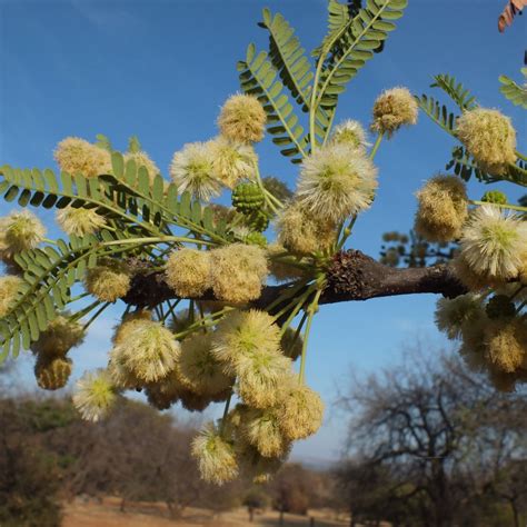 Vachellia robusta ssp. robusta seeds - Buy online