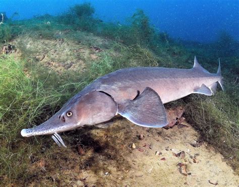 Beluga Sturgeon – "OCEAN TREASURES" Memorial Library