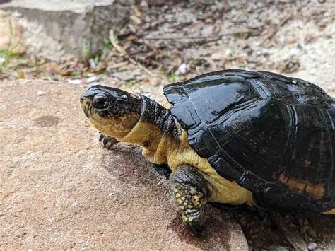 Keeping And Breeding The African Dwarf Mud Turtle - Reptiles Magazine