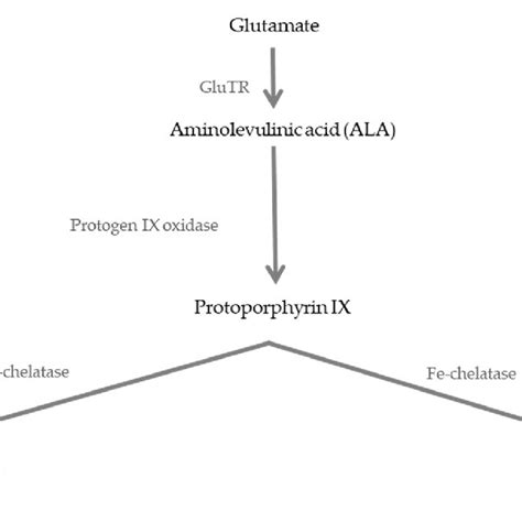 The tetrapyrrole biosynthesis pathway with the major end-products (bold ...