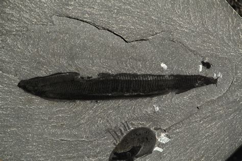 Flipping a famous fossil around reveals our earliest vertebrate ancestor, scientists say | CNN