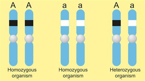 Examples of Homozygous Genes | YourDictionary