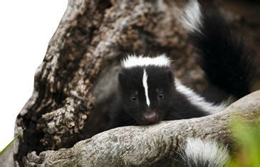 Facts About Skunks | Skunk Facts | Havahart®