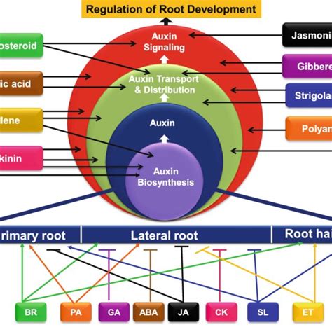 (PDF) Auxin: A master regulator in plant root development