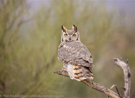 Great Horned Owl | Tucson, Arizona. | Photos by Ron Niebrugge