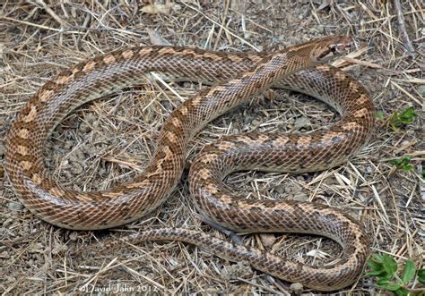 California Glossy Snake (Arizona elegans occidentalis) | Flickr