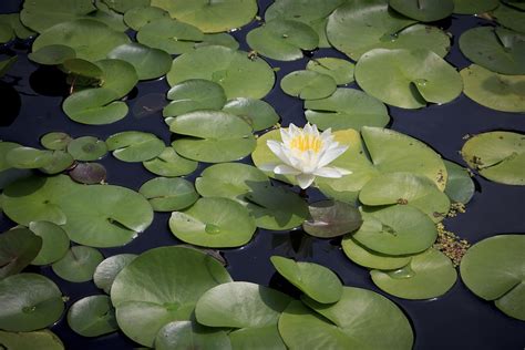 Water Lily Pond Summer - Free photo on Pixabay