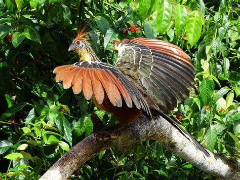 Hoatzin Claws Stock Photos - Free & Royalty-Free Stock Photos from Dreamstime