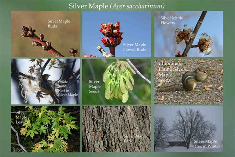 Silver Maple