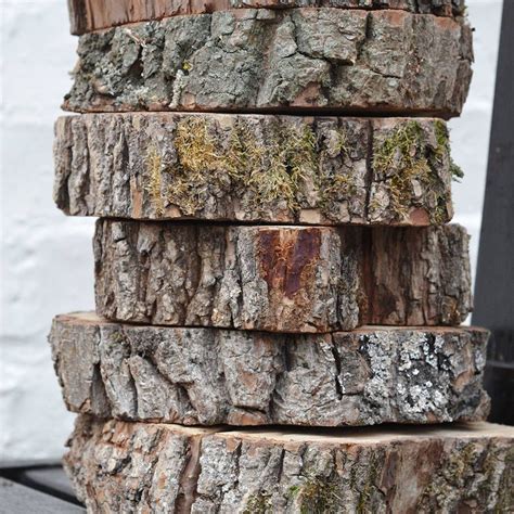 Wooden Tree Log Slice | Tree logs, Wooden tree, Log slices