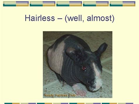 Guinea Pig Cavia porcellus Biology and Anatomy Origin