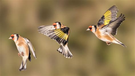 Why Do Birds Fly in V shape know the science behind it | आसमान में उड़ते वक्त पक्षियों का झुंड ...