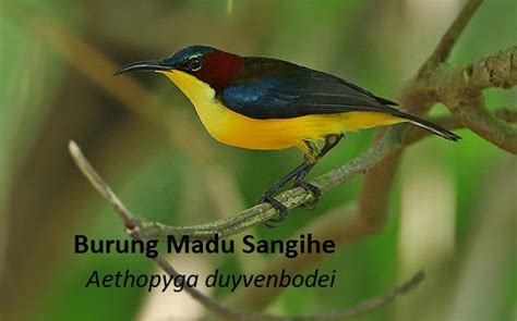 5 Burung Madu Kolibri Yang Dilindungi Peraturan Terbaru