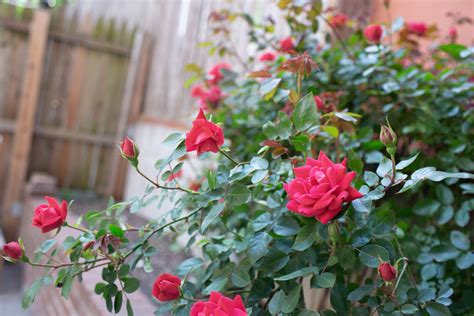 15 Types of Roses to Consider for Your Garden