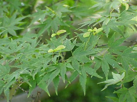 Acer palmatum - Wikipedia