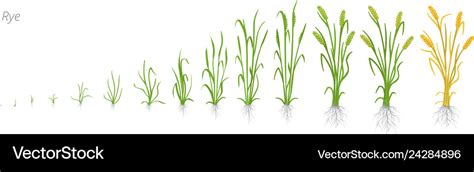 Growth stages rye plant cereal increase phases Vector Image