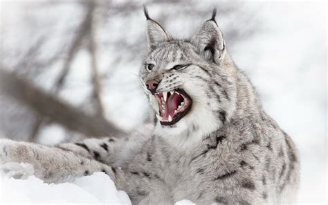 animals, Lynx, Nature, Snow, Wildlife, Depth Of Field, Wild Cat, Open Mouth Wallpapers HD ...