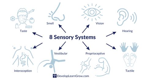 The 8 Sensory Systems Explained - Occupational Therapy Intro - DEVELOP ...