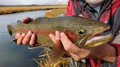 Mammoth Lakes and Bishop Fishing Reports - Sierra Trout Magnet Fly Fishing Guide Service and Fly ...