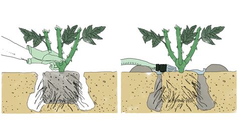 Planting Roses: A Step-by-Step Guide - SONG OF ROSES