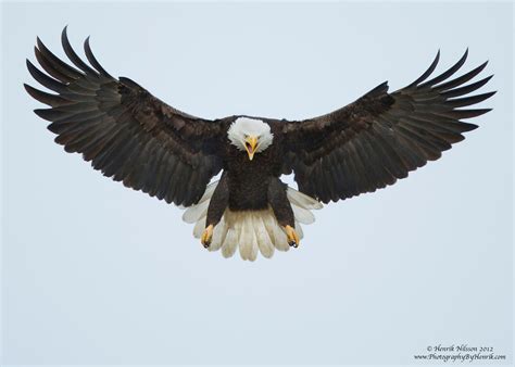 Bald eagle, Eagle images, Eagles