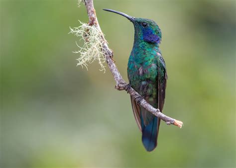 A fine selection of pictures of hummingbirds of Costa Rica - Aratinga Tours