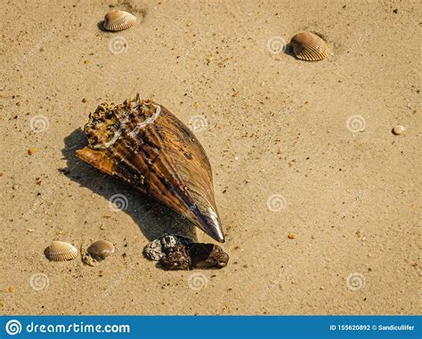 Pen Shell and Scallops on the Beach Stock Photo - Image of macro, closeup: 155620892