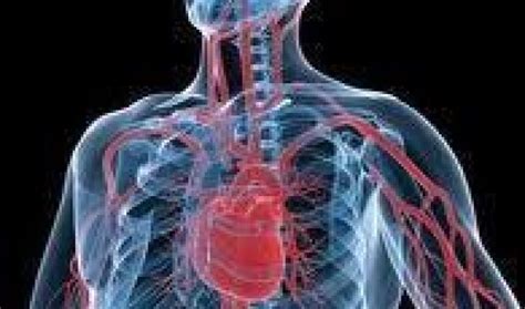 Human Circulatory System Diseases - Mighty Guide