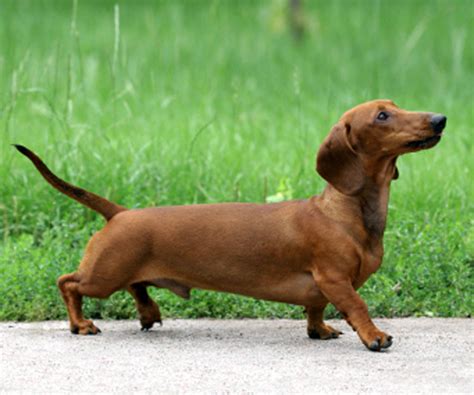 Dachshund dog side view photo and wallpaper. Beautiful Dachshund dog ...